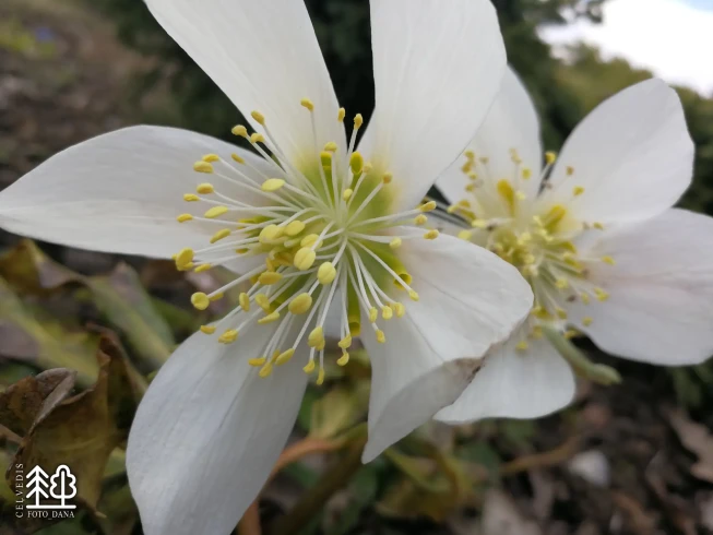 Helleborus orientalis